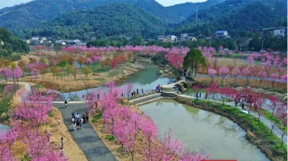 【大美湘潭 | “樱”雄故里】湘潭•七星村樱花园、昭山古寺一日游纯玩 ¥139